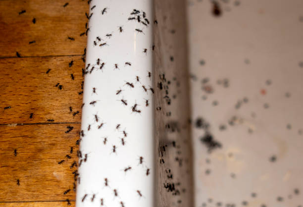 Best Best Pest Control Companies  in Lakeland Highlands, FL